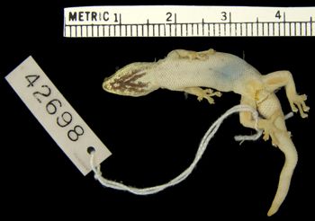 Media type: image;   Herpetology R-42698
